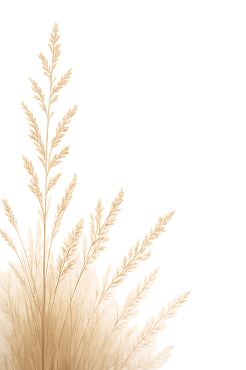 Decorative Image